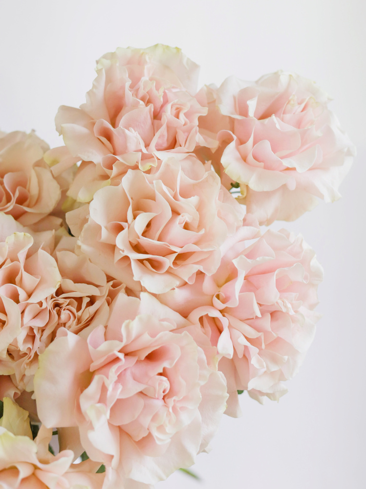 БУКЕТ 15 ФРАНЦУЗСКИХ РОЗА PINK MONDIAL БУКЕТ 15 ФРАНЦУЗСКИХ РОЗА PINK MONDIAL